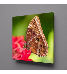 KAHVERENGİ KELEBEK KANVAS TABLO 80x80cm (Karışık)