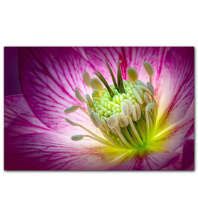 Cakatablo Makro Closeup Helleborus Çiçek Görseli MDF Tablo