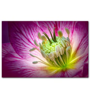 Cakatablo Makro Closeup Helleborus Çiçek Görseli MDF Tablo