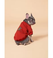 Köpek kıyafeti, Cacti Köpek sweatshirt, Küçük ırk köpek kıyafeti 0-15kg (Kiremit)