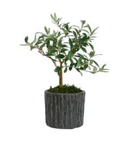 Saksıda Zeytin Ağacı