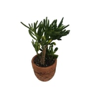 DEKORATİF SAKSIDA BÜYÜK BOY CRASSULA GOLLUM -HOBBİT