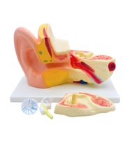 Temel 3 Boyutlu Anatomik Kulak Modeli, Çıkarılabilir Parçalı Stantlı Kulak Kesit Maketi (Çok Renkli)