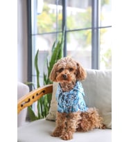 Summer Vibes  Yazlık Köpek Gömleği 0-15kg (Mavi)