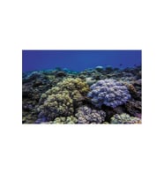 Kanki Pet KP8550020 Akvaryum Arka Fon Yapıştırma 85 x 50 CM