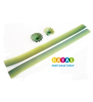Hayal Fıstık Yeşili-Yeşil / Fıstık Yeşili-Koyu Yeşil Renk Geçişli