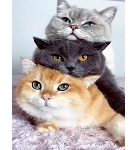 Kedi Tayfası Sayılarla Boyama Seti 40x50 cm (Tuvale Gerili)