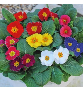 Mart Çiçeği Çuha Tohumu 1 Paket (30 Adet)