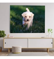 Beyaz Yavru Köpek Dekoratif Kanvas Tablo