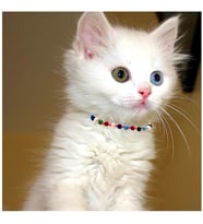 Karışık Renk Kristal Taş Makrome Örgü Kedi Tasması