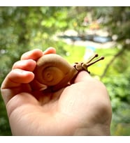 Doğal PLA Ahşap Malzeme Harekeli Salyangoz 10 Cm (Çok Renkli)