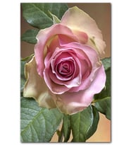 Cakatablo Pembe Gül ve Yeşil Yaprakları MDF Tablo