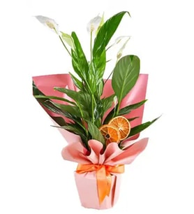 Orange Spatifilyum Bitkisi
