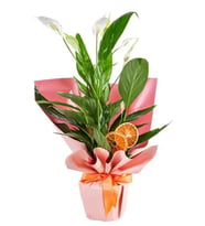 Orange Spatifilyum Bitkisi