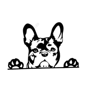 Paws Up fransız Bulldog Frenchie Siyah Renk Sticker