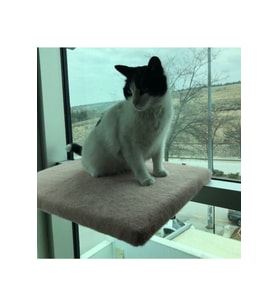 Şeffaf Kedi Oturma Platformu, Güvenli ve Rahat Tasarım