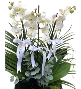 Yeni İş Tebrikli 3 Dal Phalaenopsis Beyaz Orkide Çiçeği