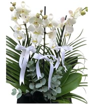 Yeni İş Tebrikli 3 Dal Phalaenopsis Beyaz Orkide Çiçeği