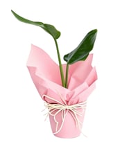 Pink Ros Starliçe Bitkisi