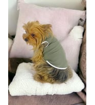 Midnight Green Atlet Köpek Kıyafeti  Köpek Elbisesi (Çok Renkli)