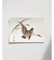 Çerçevesiz Poster Sessiz Kanatlar (Çok Renkli)