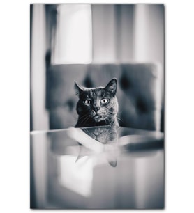 Cakatablo  Cam Masa ve Siyah Kedi MDF Tablo