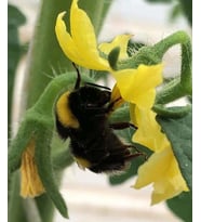 Bombus Arısı