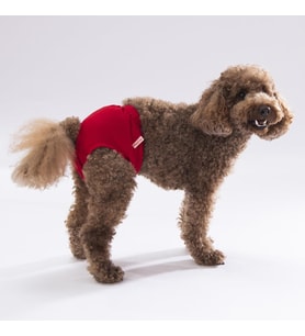 Kedi-köpek Çamaşırı Regl Kilodu Kırmızı Tek Ebat