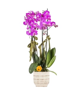 İtalyan Saksıda Prenses 4 Dal Mor Orkide