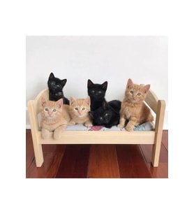 Rahat ve şık 60x40 cm ahşap kedi yatağı, konforlu uyku alanı