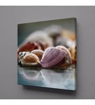 DENİZ KABUKLARI KANVAS TABLO 70x70cm (Karışık)