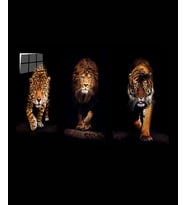  Aslan,kaplan,jaguar 3 Lü Set Cam Tablo