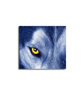 DBSanatevi Kurt Bakışları Tablo 60 X 60 Cm