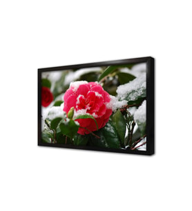 Karlanmış Çiçek Çerçeveli Mdf Tablo