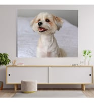 Sevimli Shot Yavru Köpeği Dekoratif Kanvas Tablo