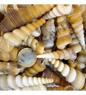 Turitella Kiloluk Deniz Kabuğu (1 KG)