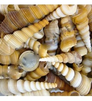 Turitella Kiloluk Deniz Kabuğu (1 KG)