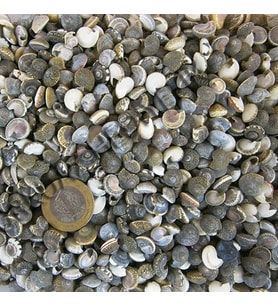 Umbinium Kiloluk Deniz Kabuğu (1 KG)