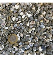 Umbinium Kiloluk Deniz Kabuğu (1 KG)