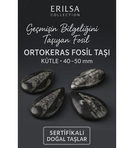 Sertifikalı Ortokeras Fosil Taşı Kütle 40–50 mm – Bilgelik ve Koruma Fosili