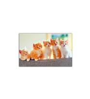 Yavru Sarı Kediler Tablo 50 X 70 Cm