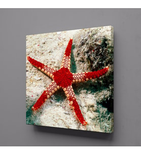 KIRMIZI DENİZ YILDIZI KANVAS TABLO 70x70cm (Karışık)