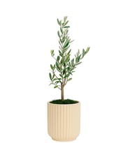 Saksıda Zeytin Ağacı Bonsai
