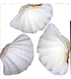 Chına Clam Kiloluk Deniz Kabuğu (1 KG)