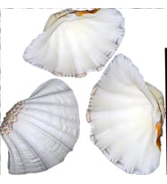 Chına Clam Kiloluk Deniz Kabuğu (1 KG)