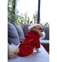 Kırmızı tasmalı kedi ve köpek montu