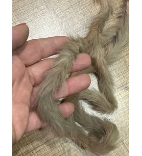 BOY 1.40 CM PELUŞ ŞERİT SÜT KAHVE ŞERİT PELUŞ DİKİŞ GİYİM AKSESUARI