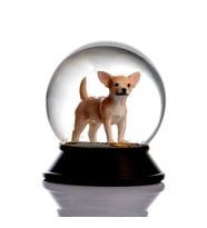 Snoowg Cam ve Reçine Altın Patiler Köpek Chihuahua (Kayısı) Kar Küresi Hediye