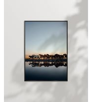 Gölde Su İçen Zebralar Poster (Çok Renkli)