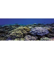 Kanki Pet KP1556520 Akvaryum Arka Fon Yapıştırma 155 x 65 CM